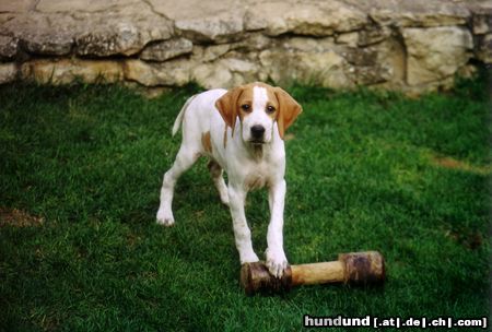 Pointer Finn of Falconers Dream