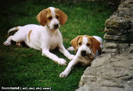 Pointer Fiona und Finn of Falconers Dream