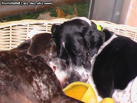 Pointer Frodo2Jahre&Kelly13Jahre