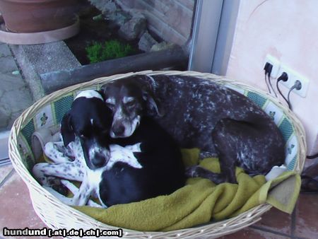 Pointer Frodo2Jahre&Kelly13Jahre