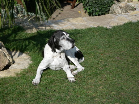 Pointer Fay ( 14 Jahre u. 8 Monate )