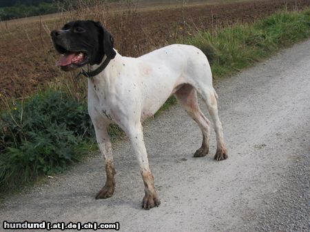 Pointer Anka durch den Matsch