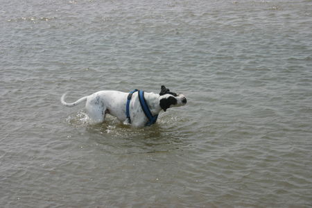 Pointer Edgar 3jahre bei seiner lieblingsbeschäftigung 