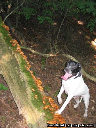 Pointer Anka hat ien Paar leckere Stockschwämmchen gefunden