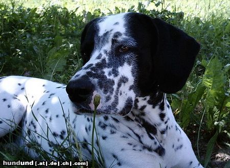 Pointer Leon im Garten