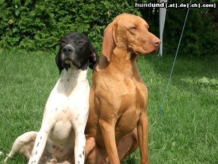 Pointer Ares & Lico (unzertrennlich)