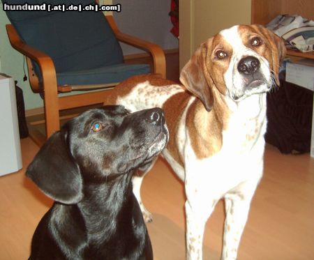 Pointer Loki und Mira