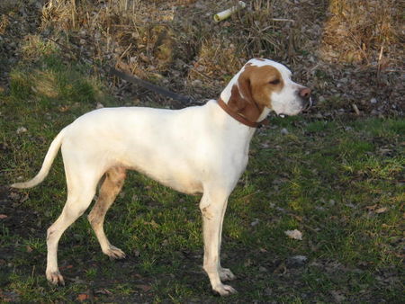 Pointer Unser Pointy