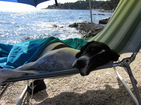 Pointer Ich liebe den Strand von Kroatien