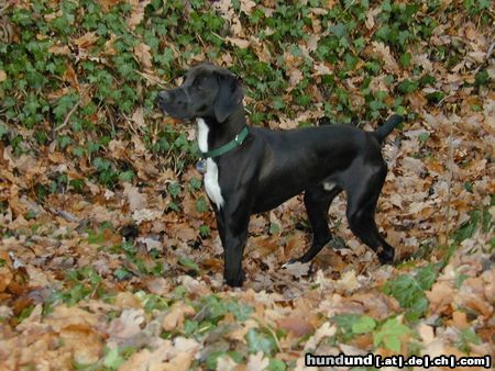 Pointer Tinto aus Spanien ca. 1 Jahr