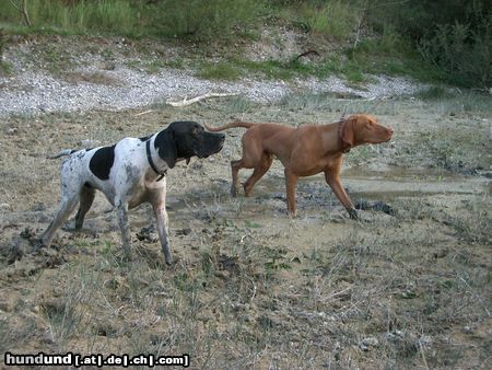 Pointer Lico Ares