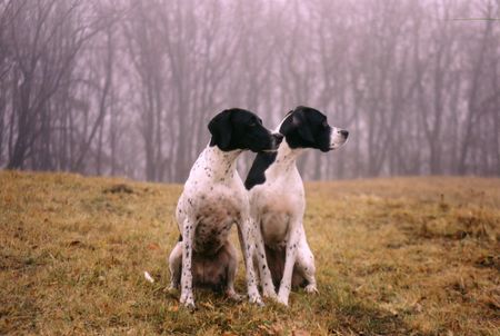 Pointer Falconers Dream Viola