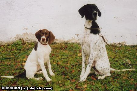 Pointer Anthony of Fillys Hill und Ambervom Hirndlbründl