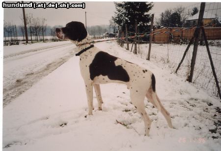 Pointer Caro von 5-6 Kurschatz