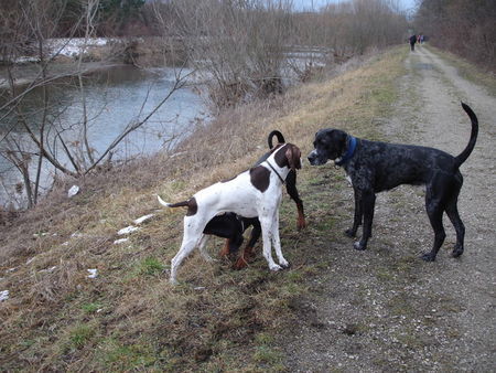 Pointer amber and friends