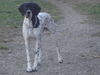 Pointer Hund