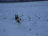 Pointer Hund