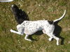 Pointer Hund