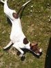 Pointer Hund