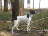 Pointer Hund