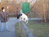 Pointer Hund