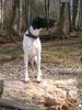 Pointer Hund