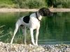 Pointer Hund