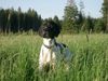 Pointer Hund