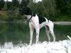 Pointer Hund