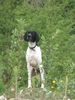 Pointer Hund