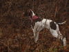 Pointer Hund