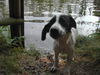 Pointer Hund