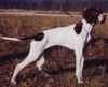 Pointer Hund