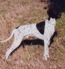 Pointer Hund