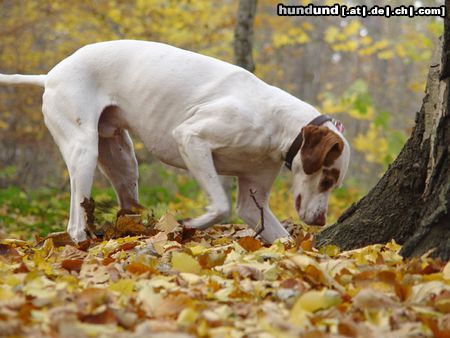 Pointer rüssel am meer