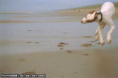 Pointer rüssel am meer