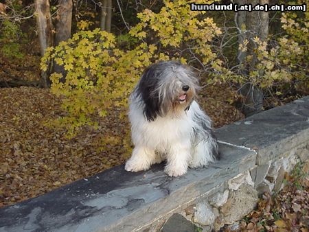 Polnischer Niederungshütehund Pepe im Herbst