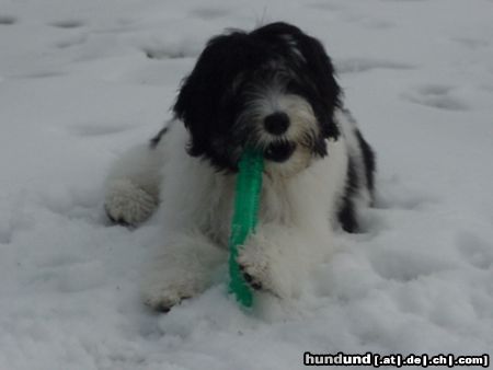 Polnischer Niederungshütehund Pepe im Schneesturm