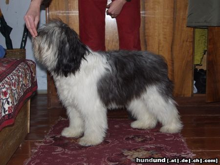 Polnischer Niederungshütehund CZARLA Jamkin