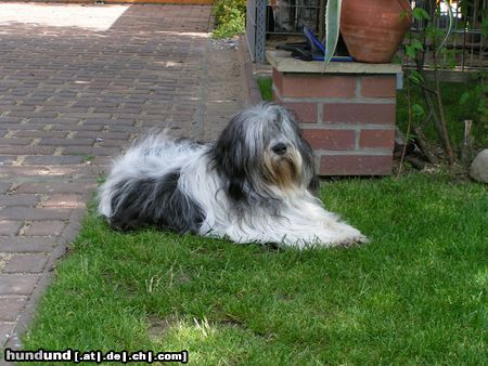 Polnischer Niederungshütehund endlich Feierabend