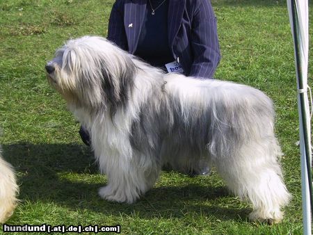 Polnischer Niederungshütehund