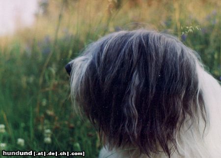 Polnischer Niederungshütehund ARAK z Pustego Boru