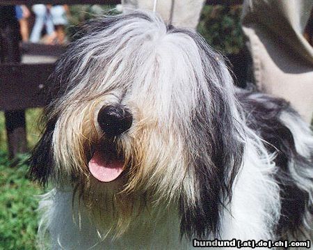 Polnischer Niederungshütehund ZALOTNA z Czanca