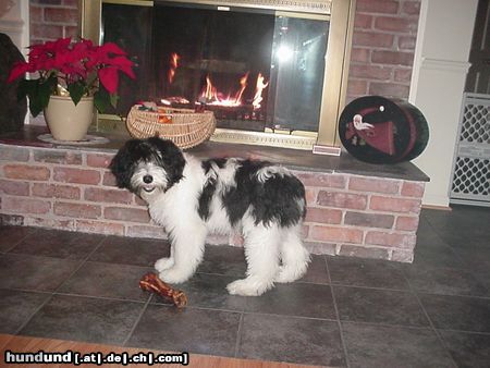 Polnischer Niederungshütehund Pepe's Weihnachtsknochen