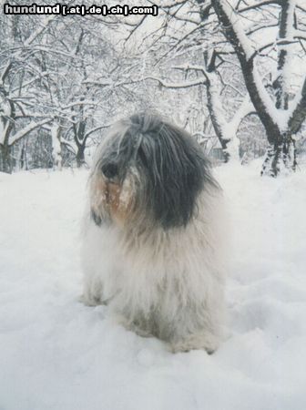 Polnischer Niederungshütehund ARAK z Pustego Boru