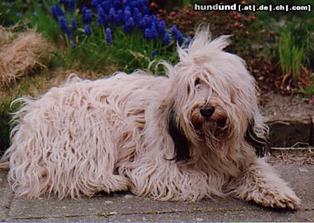 Polnischer Niederungshütehund Bastienne