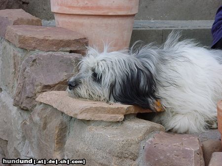 Polnischer Niederungshütehund GIPSY