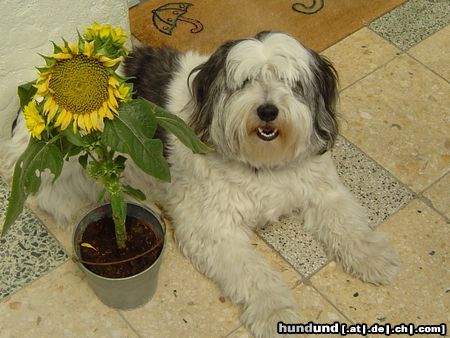 Polnischer Niederungshütehund Jamila von Kamjonka