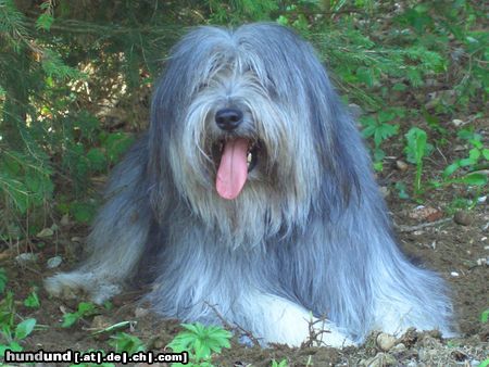 Polnischer Niederungshütehund Unser Süsser Emil