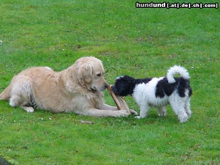 Polnischer Niederungshütehund GIPSY